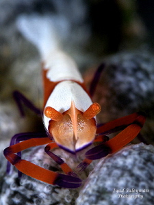 "Emperor Shrimp" by Iyad Suleyman 